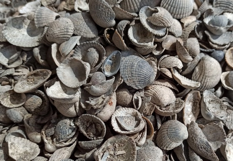 Muschelschalen